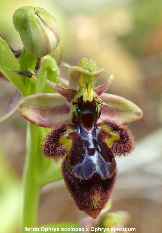 Andalusia: le orchidee e Grandi Pietre  marzo-aprile 2023.